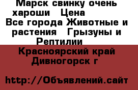 Марск свинку очень хароши › Цена ­ 2 000 - Все города Животные и растения » Грызуны и Рептилии   . Красноярский край,Дивногорск г.